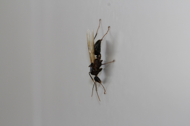 Eine schwarze Hornisse ist sichtbar.