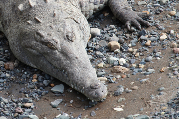 Ein großer Krokodil liegt auf einem steinigen Strand, seine schuppige Haut glänzt in der Sonne, die Augen geschlossen, der Mund leicht geöffnet und scharfe Zähne zeigend, und die Krallen ausgestreckt.