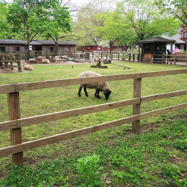 Schaf auf einer eingezäunten Wiese mit einem Holzzaun, umgeben von grünem Gras und Pflanzen, mit Häusern, Bäumen und einem klaren blauen Himmel im Hintergrund.