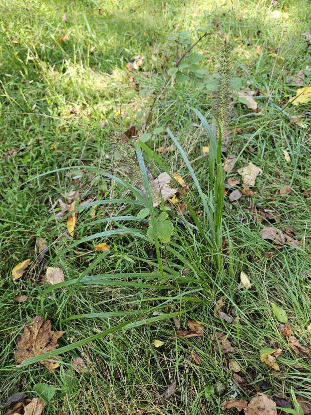 Eine kleine Pflanze in der Mitte eines üppigen grünen Rasenfeldes, umgeben von einer Mischung aus gelben und braunen trockenen Blättern, was auf den Herbst hinweist.