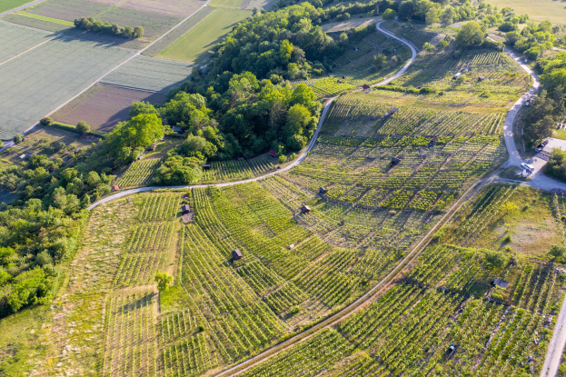 Luftaufnahme eines Weinbergs umgeben von Bäumen, Pflanzen, Gras, Straßen und verstreuten Häusern in einem Feld.