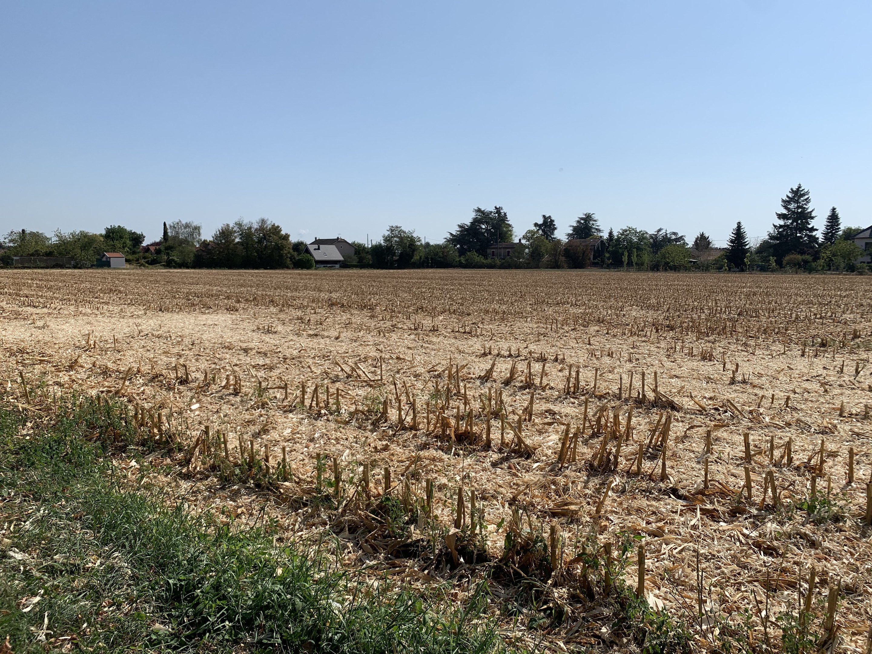 Ein Maisfeld umgeben von Gras, Bäumen, Häusern im Hintergrund und einem klaren blauen Himmel.