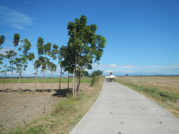 Eine Person, die einen Karren auf einem Schotterweg neben einem grasbewachsenen Feld mit verstreuten Bäumen unter einem teilweise bewölkten Himmel fährt.