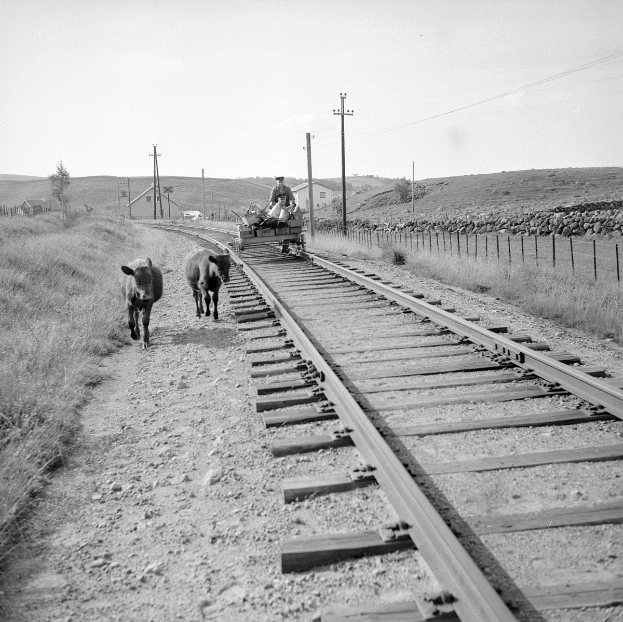 Zwei schwarz-weiß K"uhe auf Bahngleisen mit einer Person auf einem Fahrzeug im Vordergrund, Gras und ein Zaun auf beiden Seiten und Häusern, Bäumen, Masten und Himmel im Hintergrund.