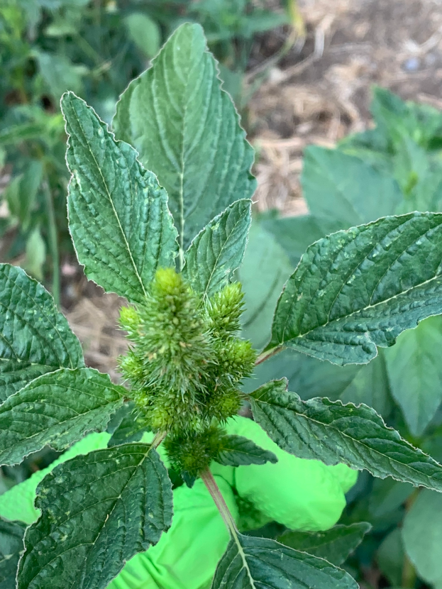 Nahaufnahme einer amerikanischen Germanderpflanze mit grünen Blättern und einer grünen Blüte, umgeben von anderen Pflanzen in einer üppigen Umgebung.