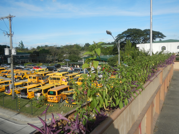 Ein Parkplatz voller gelber Schulbusse, die nebeneinander geparkt sind, umgeben von Pflanzen, Gras, einem Zaun, einem Straßenpfahl, einer Gruppe von Bäumen, einigen Gebäuden mit Fenstern, Strommasten mit Drähten und einem bewölkten Himmel.