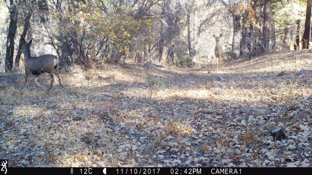 Zwei Rehe, die durch einen waldigen Bereich auf einer Trailkamera gehen, umgeben von trockenen Blättern und Bäumen, mit Text und einem Logo unten, das anzeigt, dass sie auf der Jagd sind.