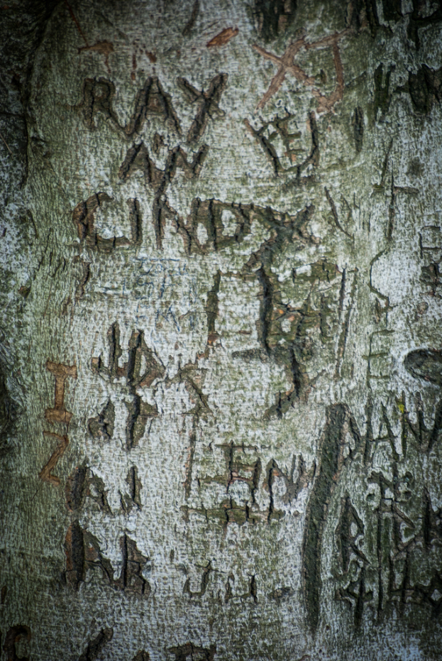Text is visible on the surface of a tree trunk.