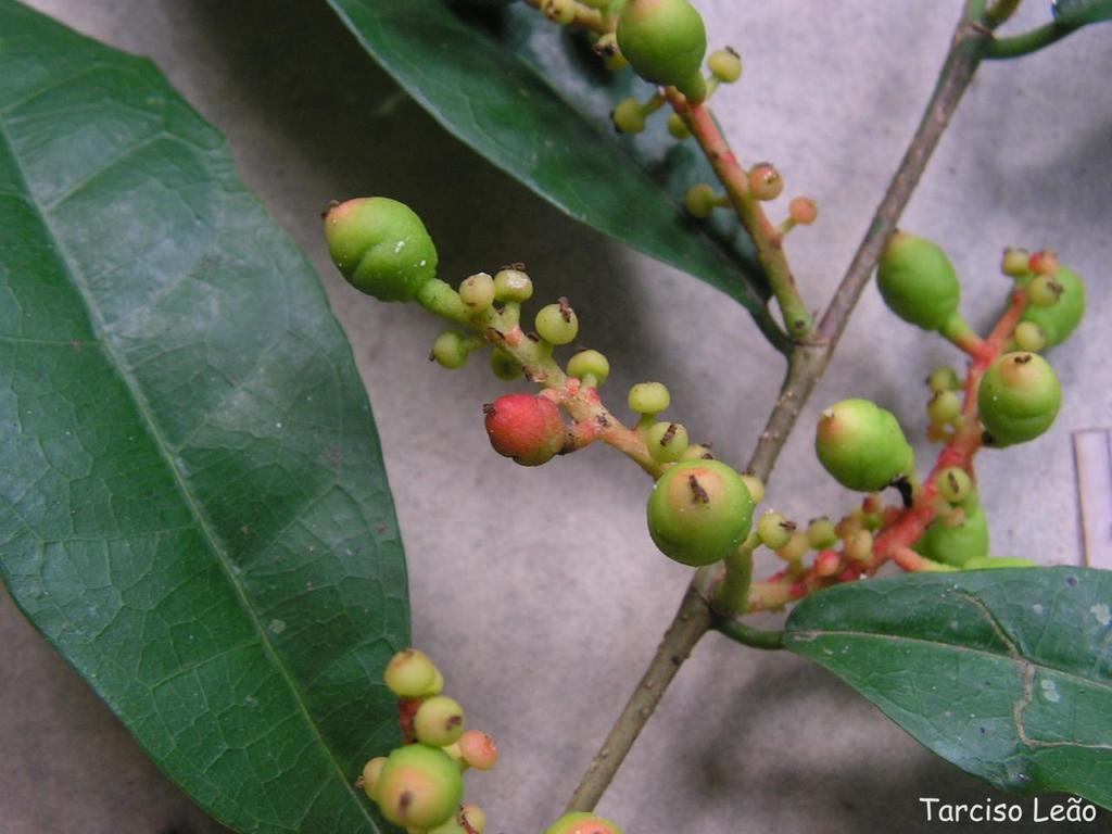 Eine Pflanze mit grünen Blättern und grünen Clusterfeigen vor einer Wand.
