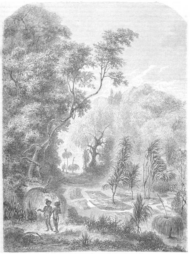 Eine Schwarz-Weiß-Gravur von einem Mann und einer Frau, die durch einen üppigen Dschungel mit Bäumen, Pflanzen und einem Himmel im Hintergrund gehen, mit der Aufschrift "Der Dschungel des Amazonas" unten.