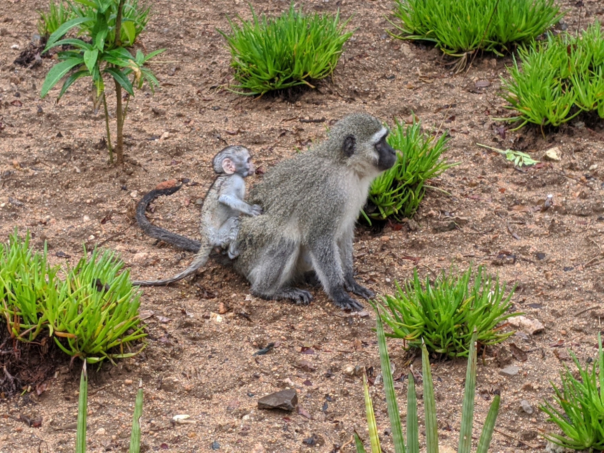Ein Grüner Meerkatzer Affe und sein Baby sitzen auf dem Boden umgeben von Pflanzen, wobei die Mutter das Baby nah an ihre Brust hält und beide neugierige Ausdrücke zeigen.