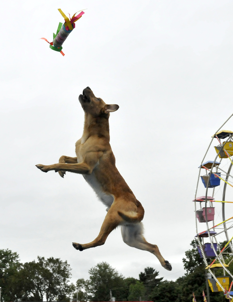 Ein Hund springt in die Höhe, um ein Objekt zu fangen, mit Bäumen, einem großen Rad und dem Himmel im Hintergrund.
