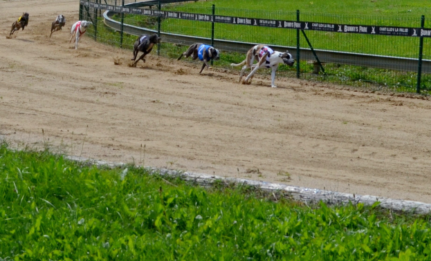 Windhunde rennen auf einer Schotterbahn mit einem Zaun und Bannern, Pflanzen unten und saftiges Grün im Hintergrund.
