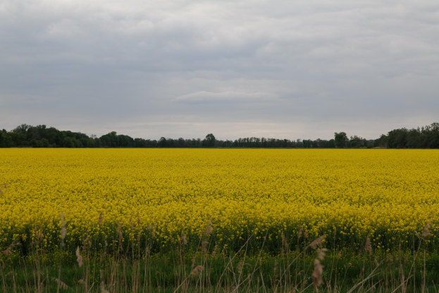 Ein Feld voller leuchtend gelber Rapsblüten mit saftig grünem Gras im Vordergrund und Bäumen im Hintergrund unter einem bewölkten Himmel.