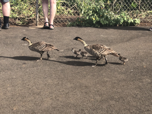 Vier Gänse auf einer Straße neben einem Zaun, zwei Erwachsene mit Sandalen, gefolgt von zwei Gänsen, umgeben von Pflanzen und Zaun.
