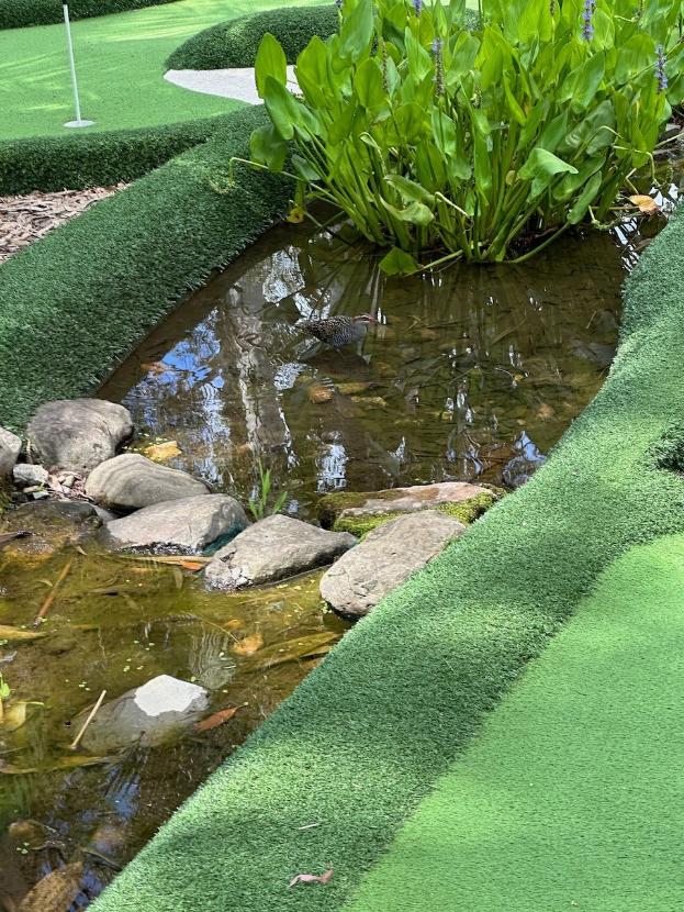 Minigolf-Platz mit einem zentralen Teich, in dem ein Schwimmvogel lebt, umgeben von Grün, Steinen, Bäumen und einem Pfahl im Hintergrund.
