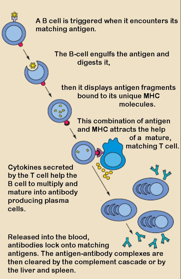 Diagramm einer B-Zelle, die über ihre Zellmembran mit einem Antigen interagiert, mit erklärendem Text, der den Auslöseprozess beschreibt.