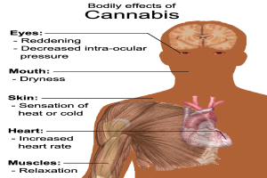 Diagramm eines menschlichen Körpers mit der Bezeichnung "Körperliche Auswirkungen von Cannabis", das Körperteile wie Kopf, Hals, Schultern, Arme und Brust zeigt, mit Anmerkungen, die die Auswirkungen von Marihuana reduzieren.