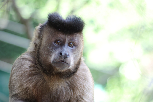 Ein Tier ist im Bild zu sehen.