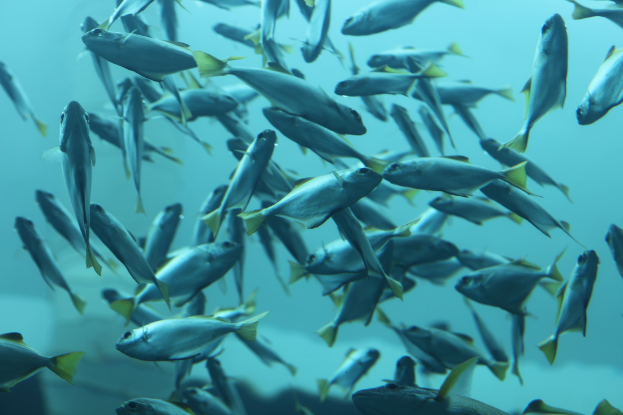 Mehrere Fische schwimmen in klarem Wasser.