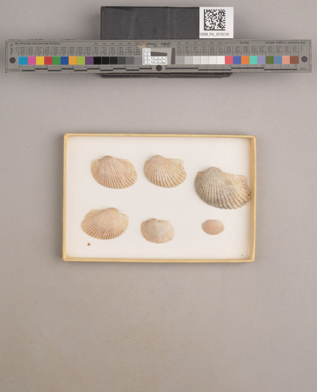 Eine Schachtel voller Scallopschalen in verschiedenen Größen und Formen auf einem Tisch, mit einer Waage und einem Barcode oben.