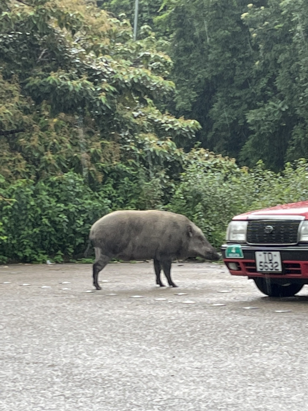 Ein Wildschwein überquert eine Straße vor einem roten Auto, mit Bäumen im Hintergrund.