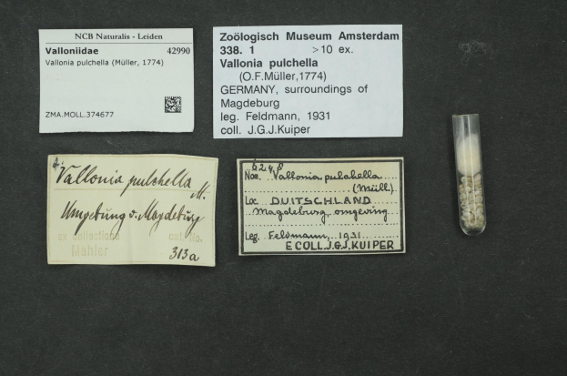 Schwarze Oberfläche mit einem kleinen Glasfläschchen, das weiße Pillen enthält, neben einem Papier, das mit "Vallonia Pulchella, F.F. Müller, Deutschland, Umgebung von Magdeburg, 1931" beschriftet ist.