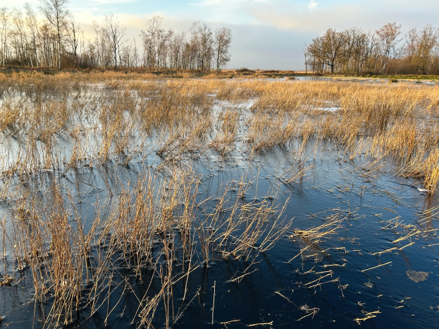 Ein Sumpfgebiet mit Schilfrohr in der Vordergrund, Bäume im Hintergrund, stilles Wasser und ein bewölkter Himmel, mit Text am unteren Bildrand.