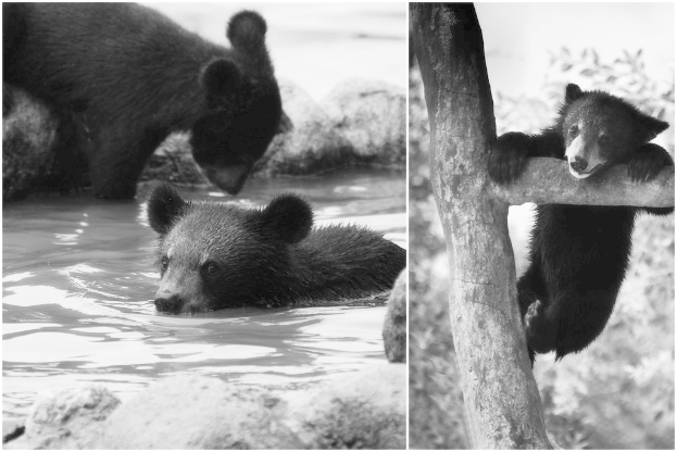 Ein Collage-Bild mit einem amerikanischen Schwarzbär in Wasser und an einem Baumast hängend, mit sichtbaren Felsen, Wasser und Bäumen im Hintergrund.