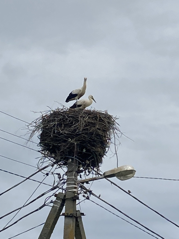 Zwei Weißstörche auf einem Nest auf einer Stromleitung mit Straßenlaternenbeleuchtung, Leitungen entlang des Mastes und Himmel im Hintergrund.