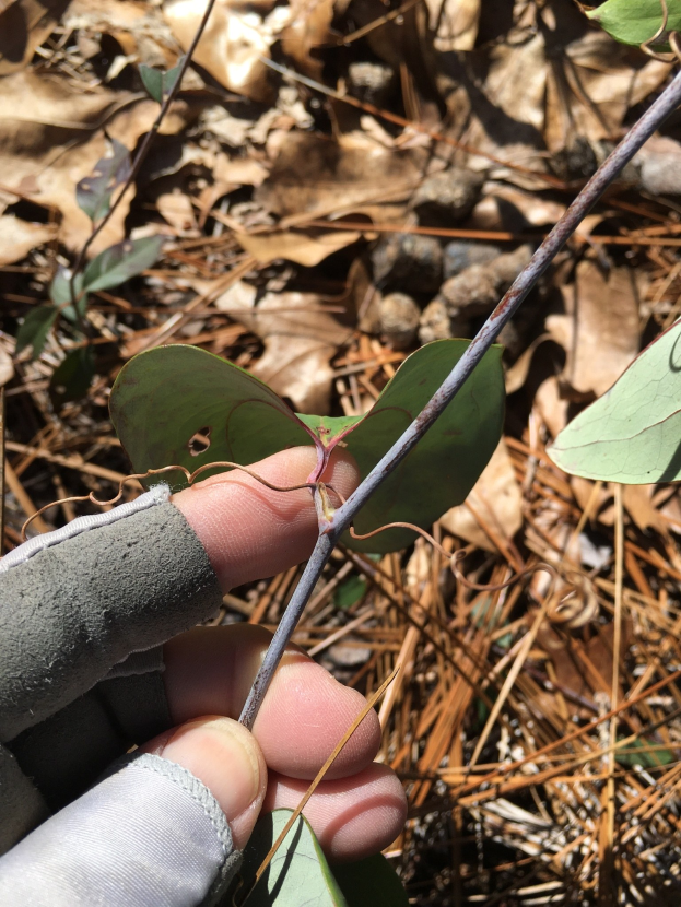 Person mit Handschuhen hält eine Giftesche mit dunklen grünen Blättern und gelbbrauner Rinde, umgeben von gefallenen Blättern auf dem Boden.
