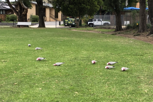Eine Gruppe von Tauben, die über ein grünes Feld gehen, mit einem geparkten Pick-up Truck in der Nähe, Bäumen, Gebäuden, Treppen mit Geländern, einer Bank, Pflanzen und Maschendrahtzaun im Hintergrund unter einem sichtbaren Himmel.