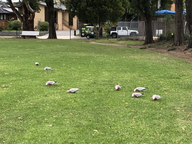Eine Gruppe von Tauben, die über ein grünes Feld gehen, mit einem geparkten Pick-up Truck in der Nähe, Bäumen, Gebäuden, Treppen mit Geländern, einer Bank, Pflanzen und Maschendrahtzaun im Hintergrund unter einem sichtbaren Himmel.