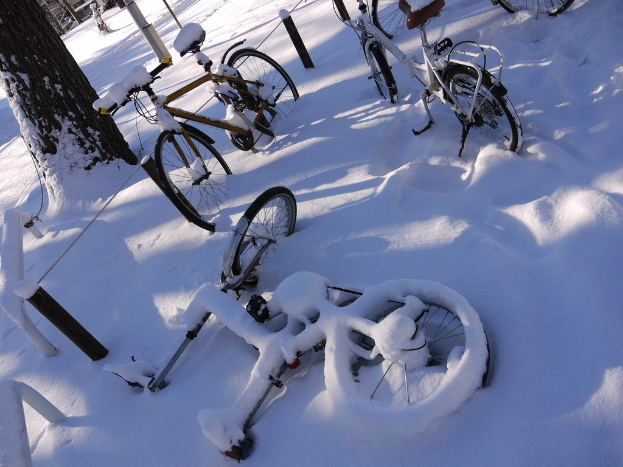 Eine Reihe von Fahrrädern, teilweise mit Schnee bedeckt, neben einem Baumstamm und einer Straße.