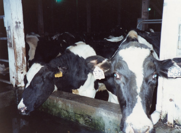 Eine Gruppe schwarzer und weißer Kühe mit Ohrmarken, die zusammen in einem Stall stehen, mit Pfosten und einer Lampe im Hintergrund.